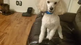 Toy Poodle VS. Paper Towel Roll