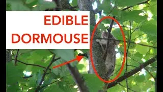 Edible Dormouse