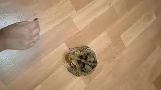 Жаба ага и тараканьи бега