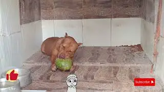 Pit Bull coconut 🐶#pitmonsters