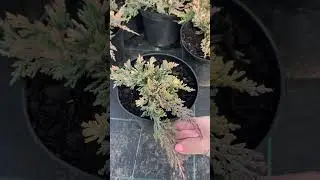 Голден Карпет 950₽ (3L) 