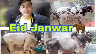 Eid Janwar🦬 Part 1 Price 18k-200k / Gulshan Iqbal Colony / Vlog / Hyderabad