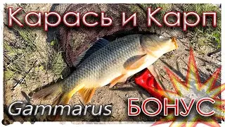 Карась и Карп на спиннинг. Бонус. Мормышинг - Gammarus