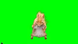 SQUIRREL GROOVING ON GREENSCREEN