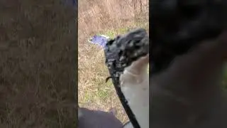 German Shepherd first hog kill.