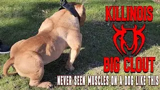 Meet The $1 Million American Bully Stud From The World Famous Killinois Kennels!