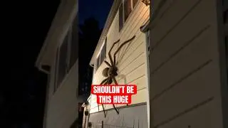 5 Animals That Are WAY Bigger Than They Should Be