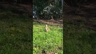 Белки 🐿️ #Squirrel #Park  #лето #memes #animalcrossing #music