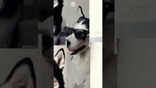 #собачки#приколы#лучшее#топ#лайк#