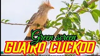 BURUNG KICAU