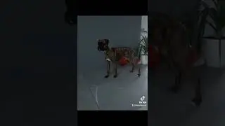 Наша доця/Луна/Щенок/Немецкий боксер/Our daughter/Moon/Puppy/German boxer