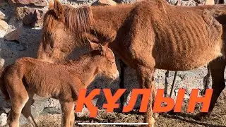 БАЙТАЛДАР ҚҰЛЫНДАДЫ | АЙҒЫР ҚҰЛЫН ШАЙНАП ТҰР #ауылөмірі #айғыр #жылкылар #құлын