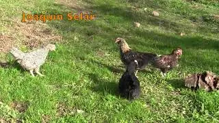 Pack Pollos