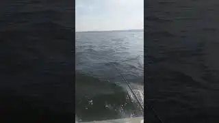 Аргази троллинг сегодня принес ноль #рыбалка