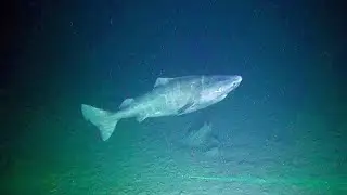 The World's Oldest Shark - RARE FOOTAGE
