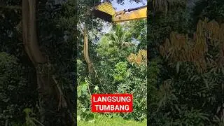 Cara excavator merobohkan pohon akasia besar