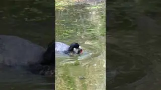 #shorts #coot #nature