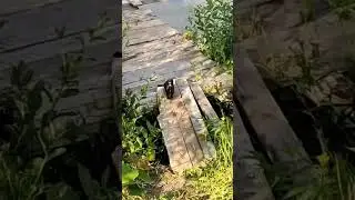 зверëк-рыбачëк)