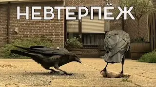 КАК ПОДОБРАТЬСЯ И НЕ ПОЛУЧИТЬ ОТ ОТЦА 🤔🤭 #crow #ворона #наблюдение