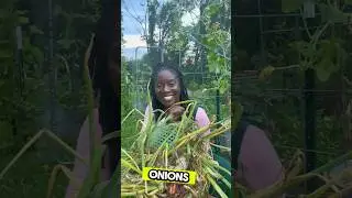 Curing Onions