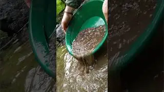 💫 Našel jsem zlato v bahně při rýžování zlata v potoce #zlato #gold #goldpanning #goldprospecting