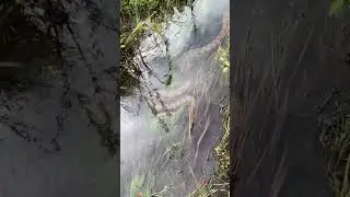 ¿Gigantes del Amazonas? Anacondas ASOMBROSAS en su hábitat natural