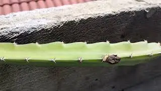 Belum Rezeki nya Jadi Buah Naga Tapi Bersyukur Udah Mulai Tumbuh Calon Buah Naga DRAGON FRUIT