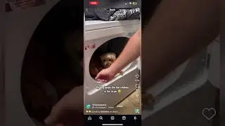 Dogs not playing about them hot clothes ! 🤣