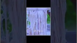 How Are Violin Strings Made! |😲😲| #shorts