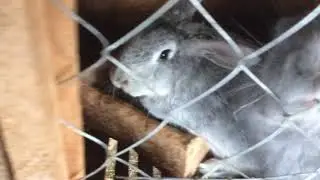 Мини-ферма в Щуровом городище Суздаля