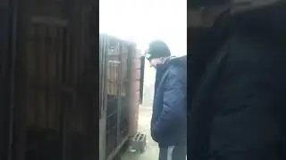 Не дразни собаку