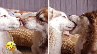 FUNNIEST Huskies | Normal dogs vs Huskies🤣 | 10 Minutes Best Videos | Part 12