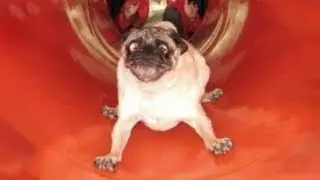 Funny And Cute Animals From Tik Tok