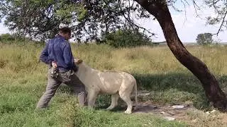 Lioness Mia has a lesson