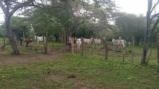 El amanecer con las vacas#viral #follow