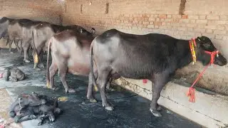 Pashu dairy farm | Desi, hariyanvi, Panjabi, ब्याहनी,बागड़ी भैंस उपलब्ध हैं #भैस #dairyfarm 