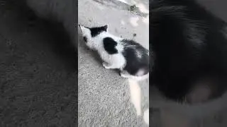 Котята не едят корм . Мне нужна ваша помощь #cat   #reels #котята #help #korea