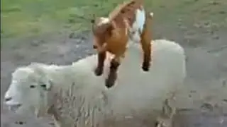 hhhh sweet animals video .