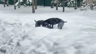 Зимние игры у кане корсо.