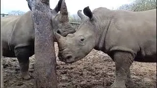 Thaba and Bula attempting to play