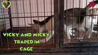 Vicky and  Micky Trapped in a Cage | Finally Escaped from the Cage | Funny Cats