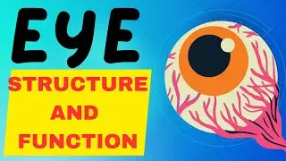 THE EYE - STRUCTURE AND FUNCTION OF THE EYE MADE EASY! EXPLAINED IN 2 MINUTES!