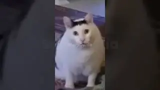 Hewan berbulu tapi bukan kucing #storydunia #hewan #shorts