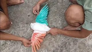 15th August 2023// kabootar ko colour lagaya//Kabutar ko tiranga colour lagane ka tarika