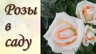 Экскурсия Розы в моем саду