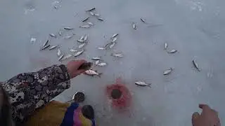 И снова плотва