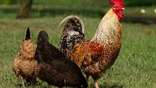 The Hen's Merch O'er the Midden (trad) performed by Paul Anderson.