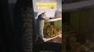 смешные котики