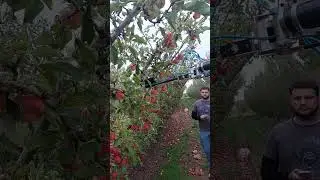 Autonomous apple picking tests with Eve, April 2023