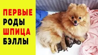 The first birth of the spitz Bella. Spitz Olivia became a grandmother. Birth of a dog of the Spitz..